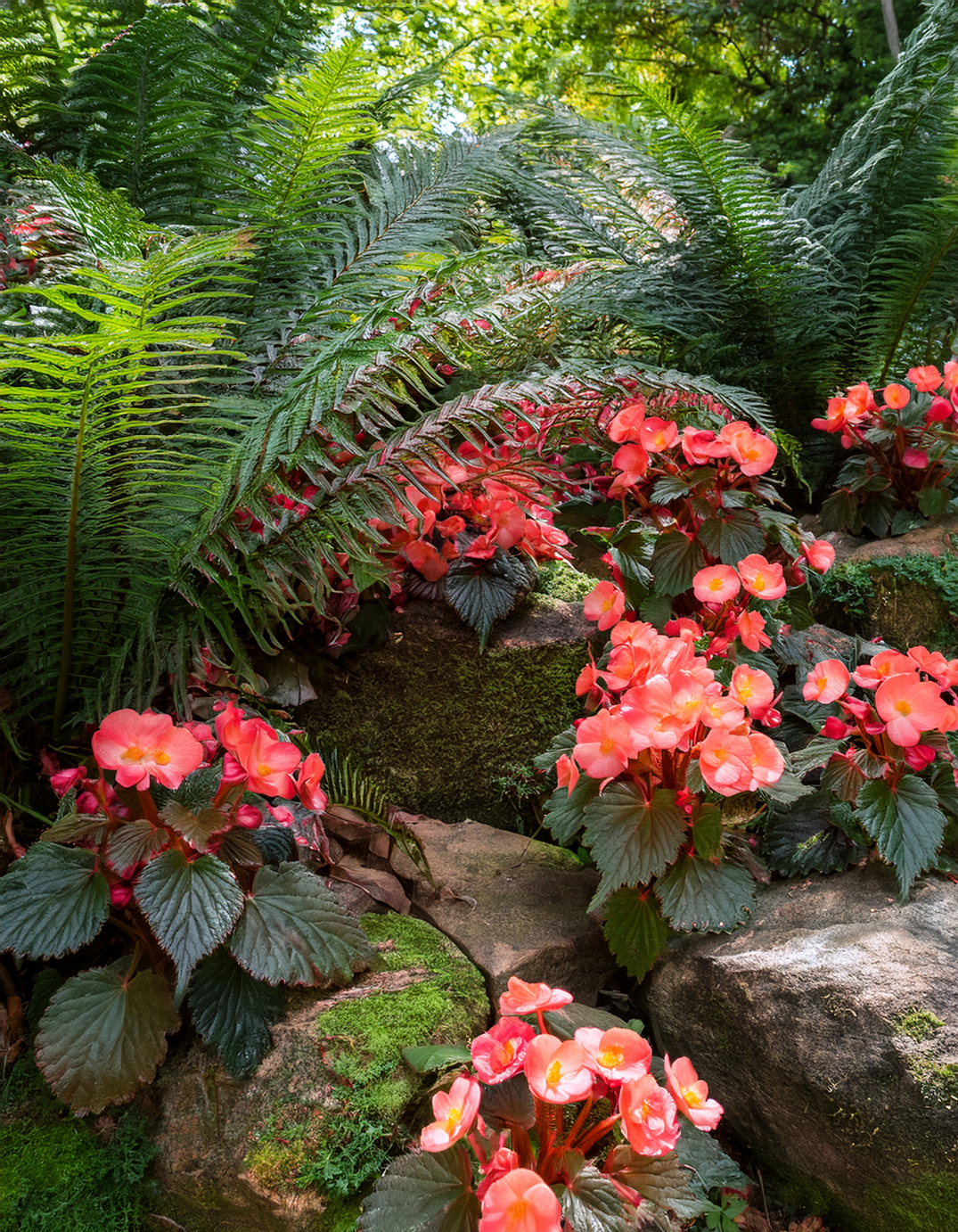 begonias growing with ferns