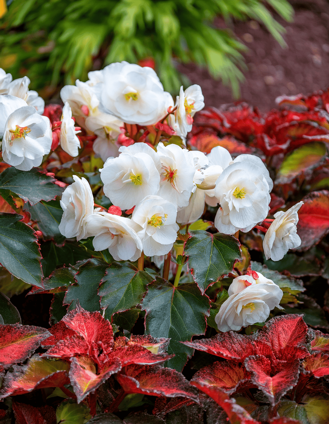 close up of white begonias