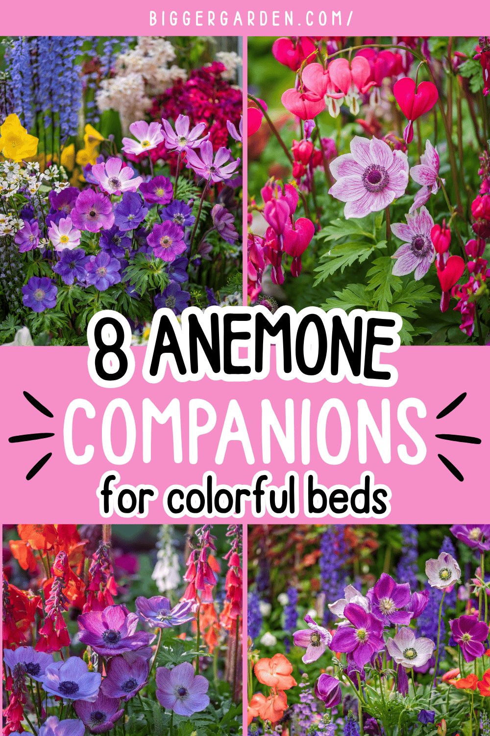 colorful anemones