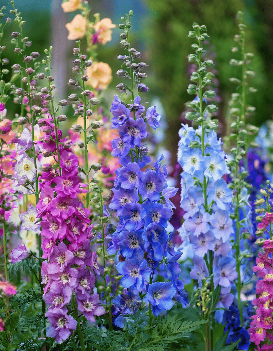 delphiniums growing in a home garden