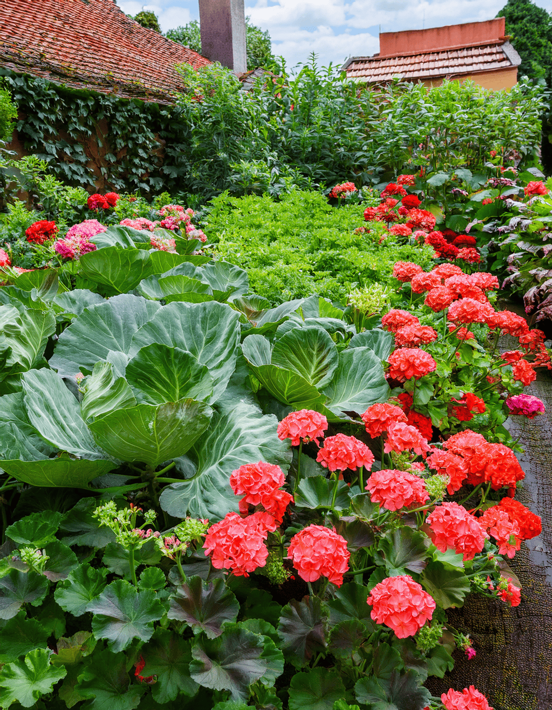 geranium flowers and cabbage 2