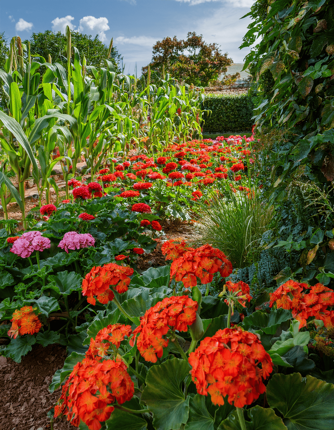 geranium flowers and corn