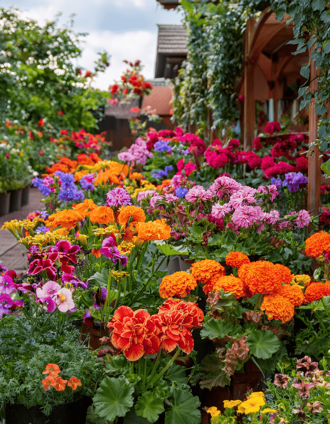 geranium flowers and marigolds