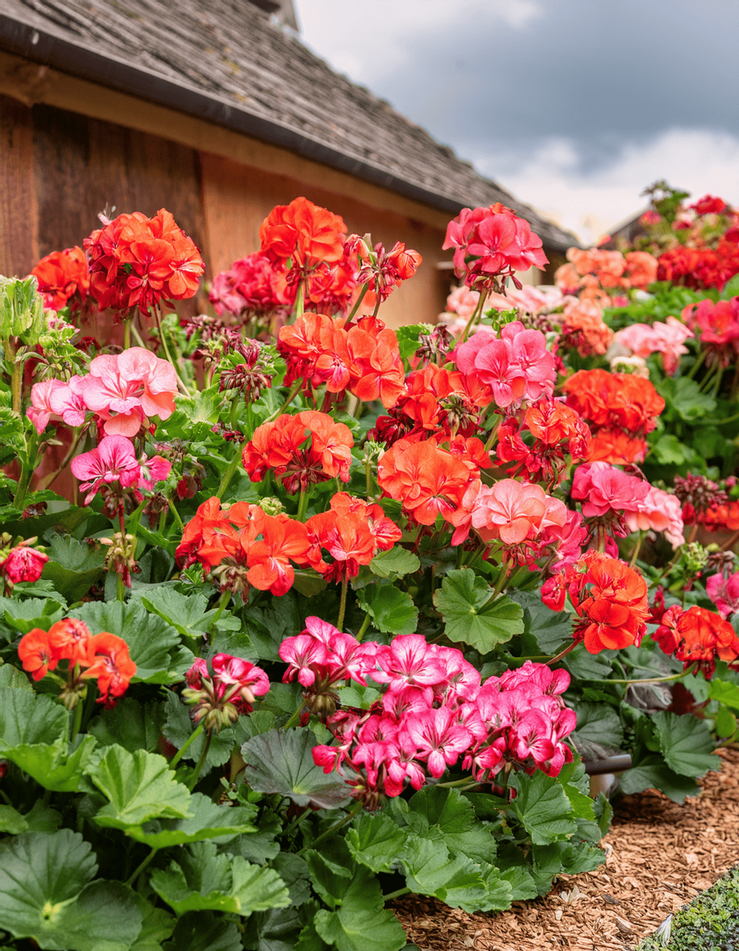 geranium flowers growing in garden