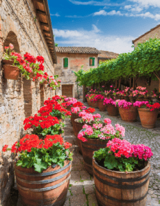 The Resilient Gardener’s Guide to Gorgeous Geraniums