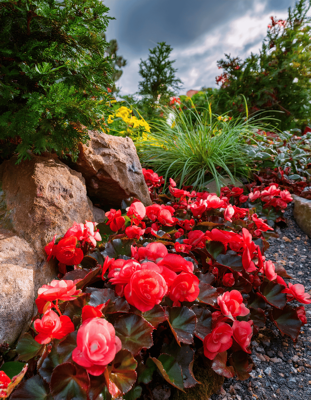 rock garden begonias