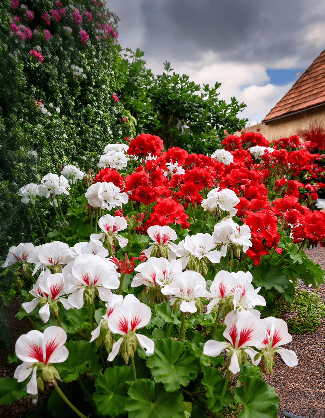 white and red geraniums
