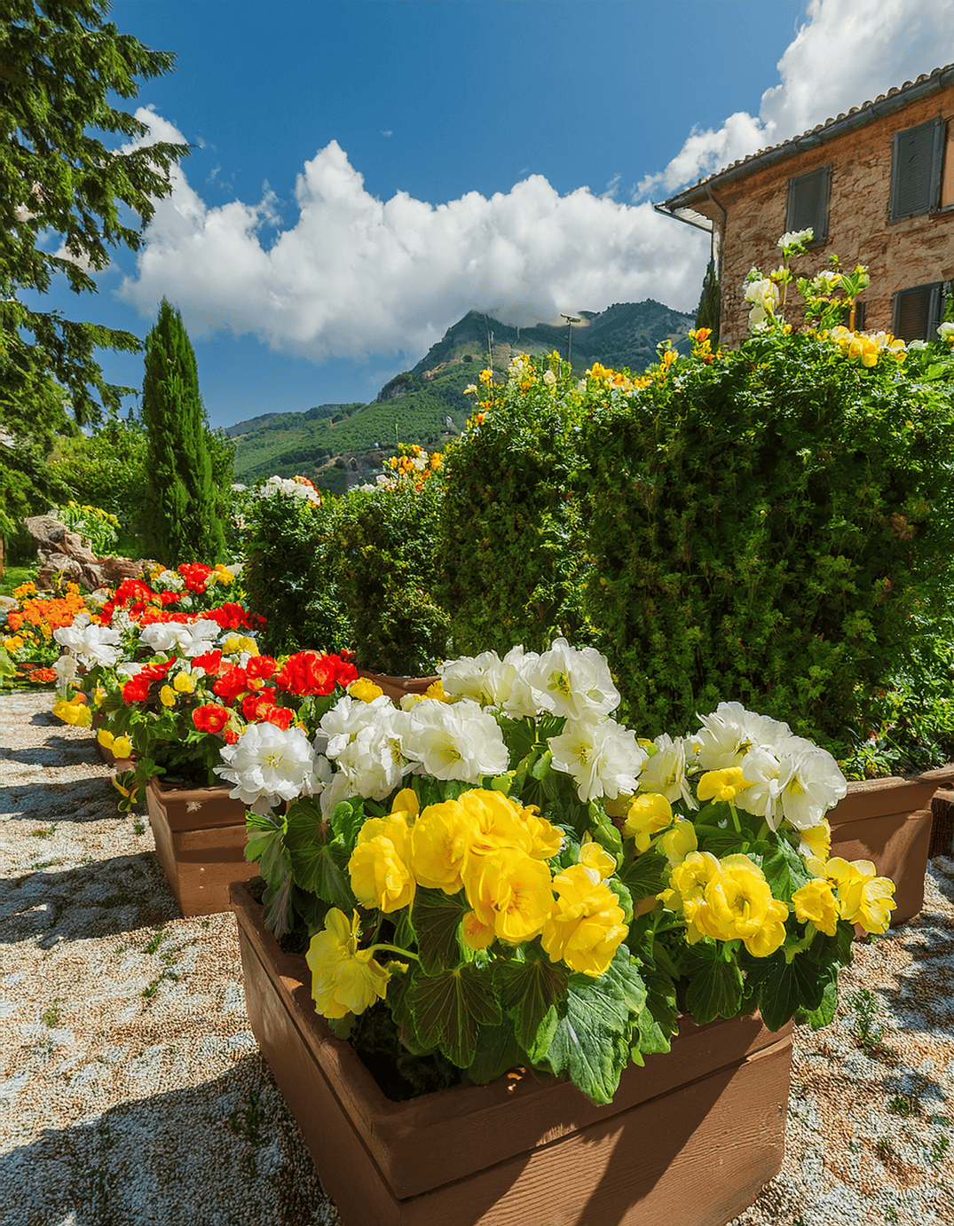yellow and white begonais growing in planters