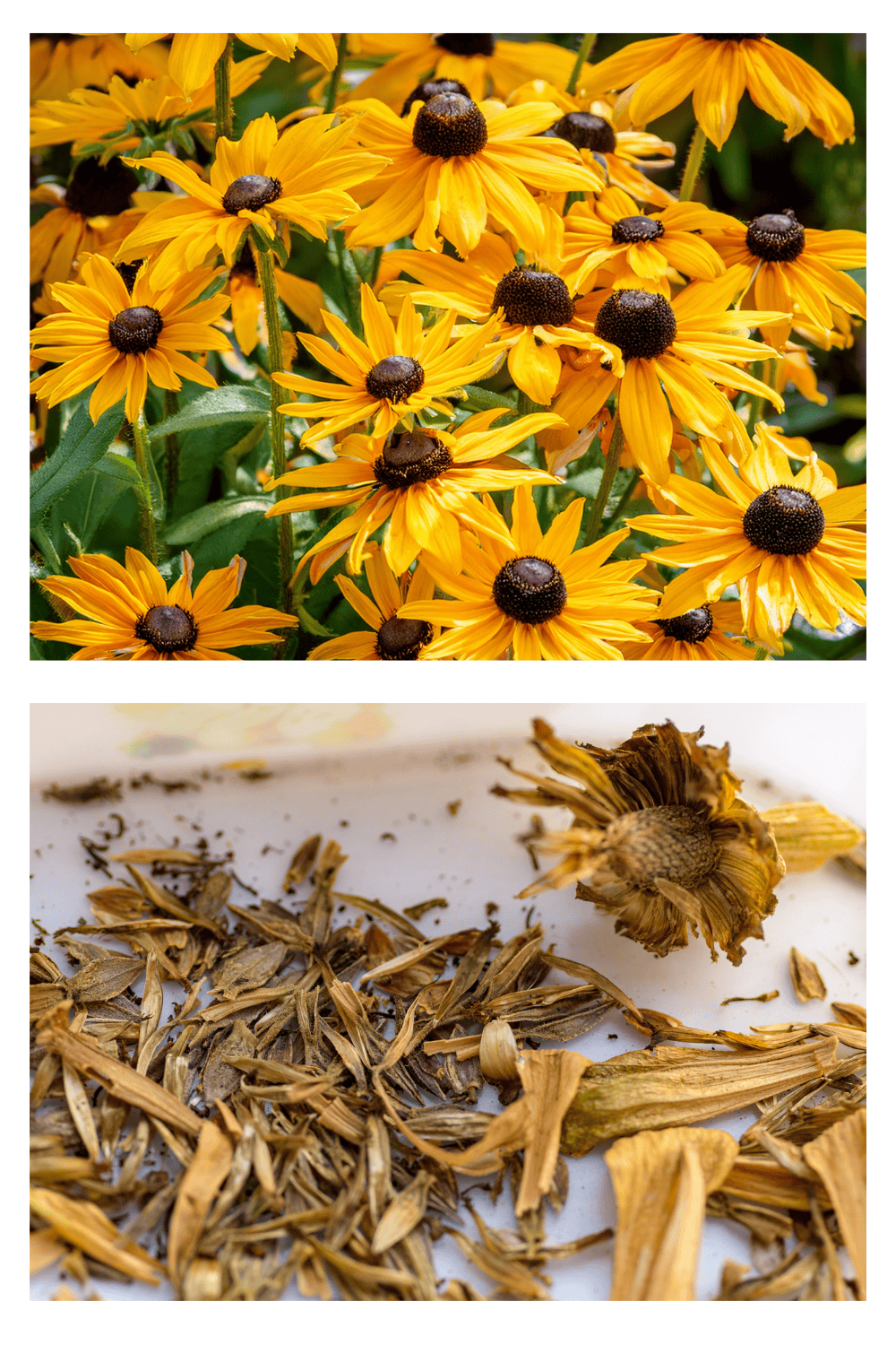 Black Eye Susans