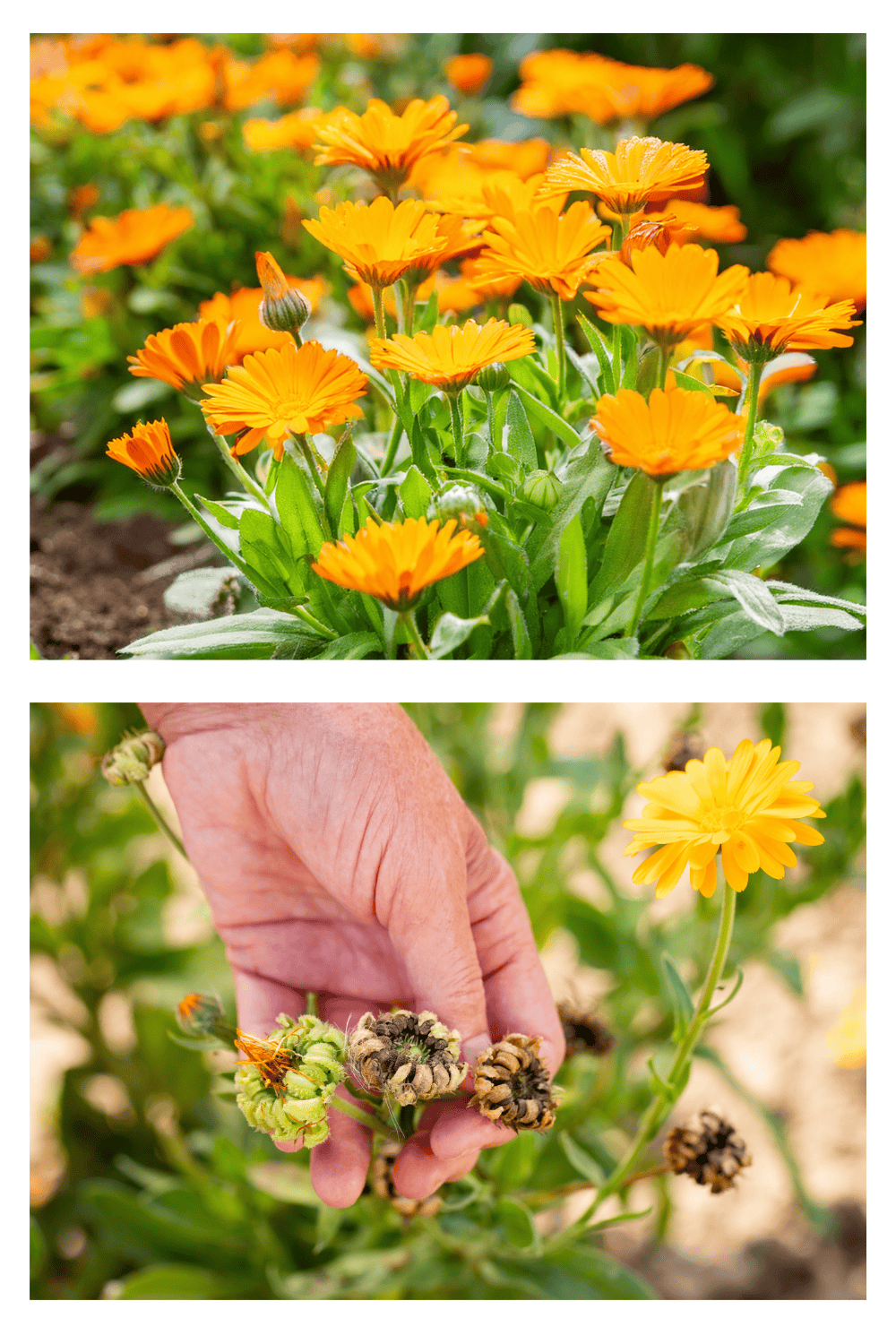 Calendula