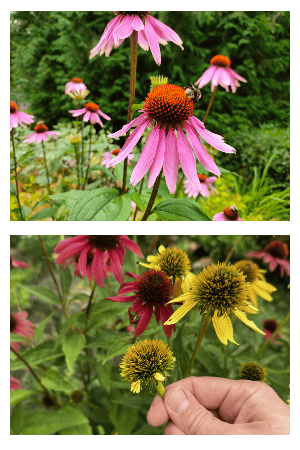 Coneflowers