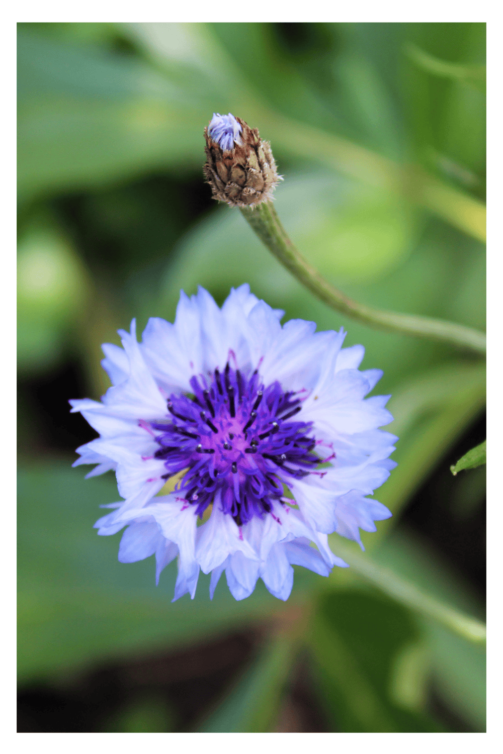 Cornflower