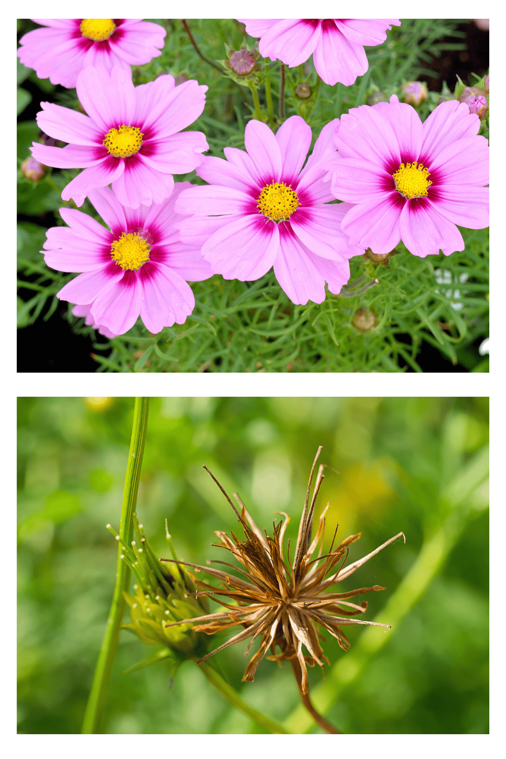 Cosmos
