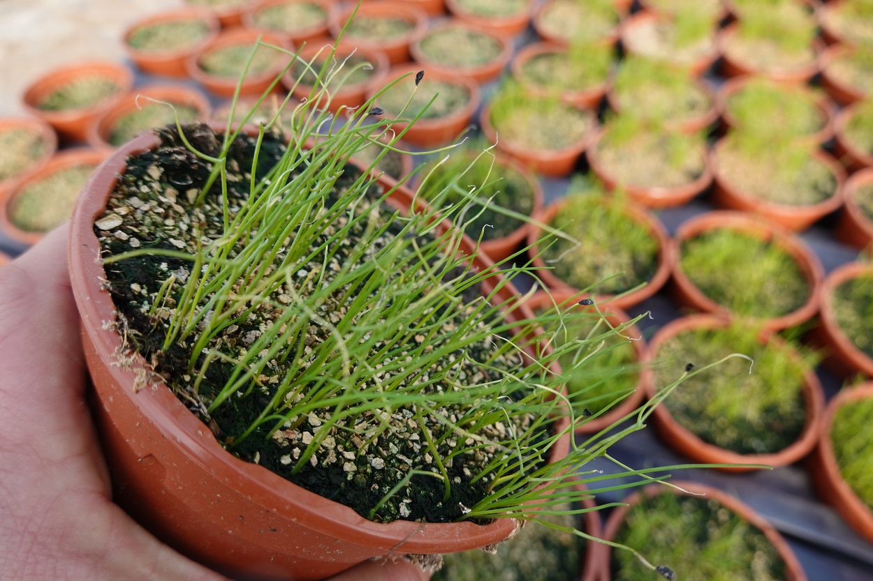 Crowded onion seedlings