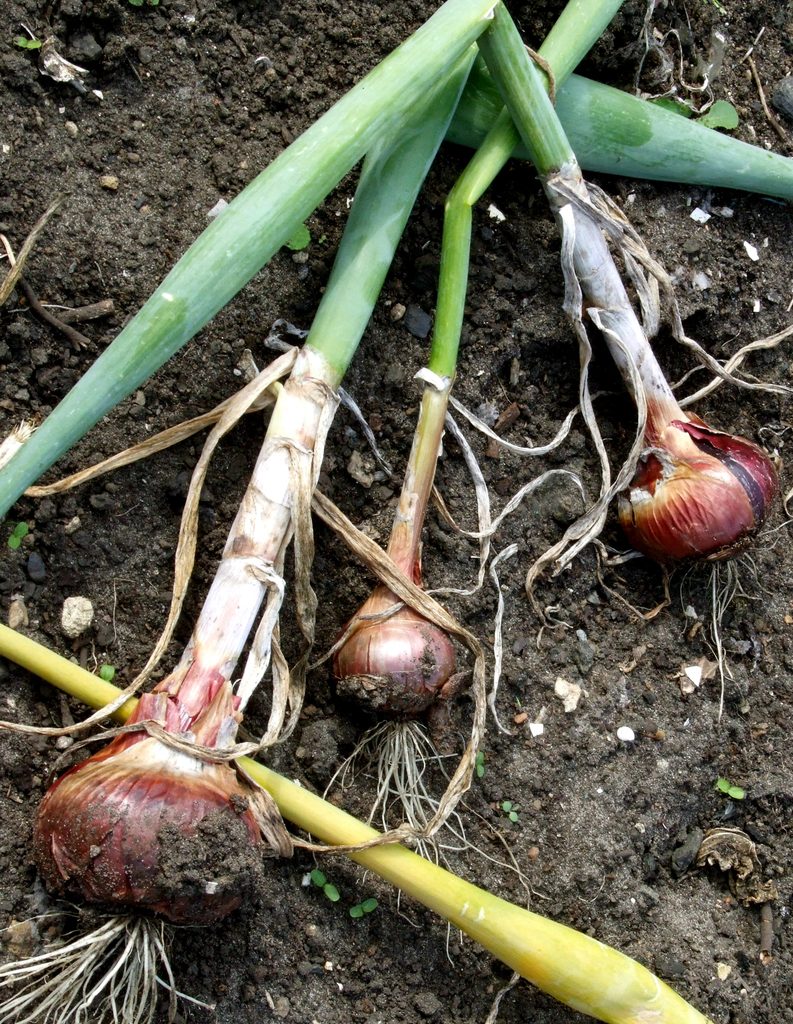 Cured red onions