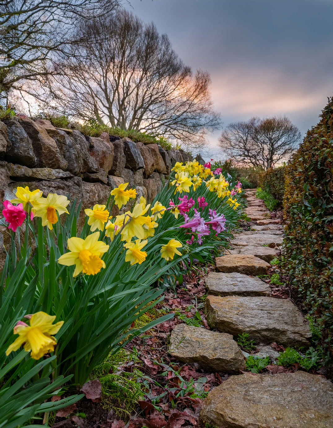 Daffodil Rock border