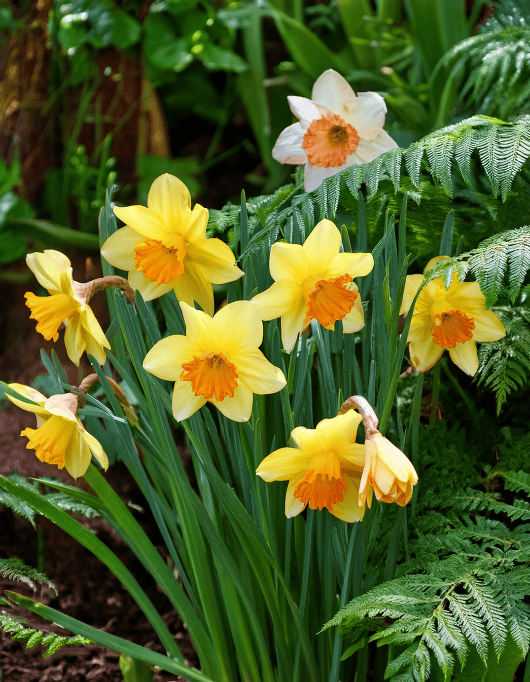 Daffodil and ferns