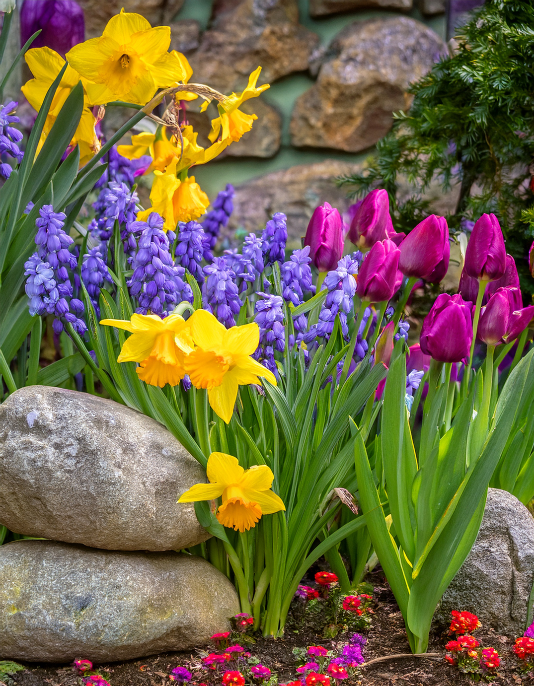 Daffodil and rock garden