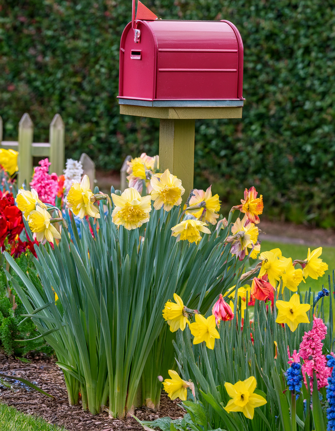 Daffodils and