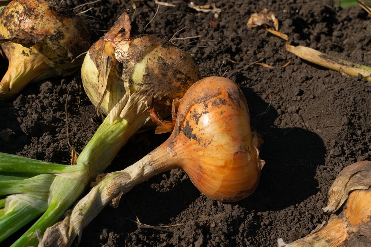 Damaged onion harvested