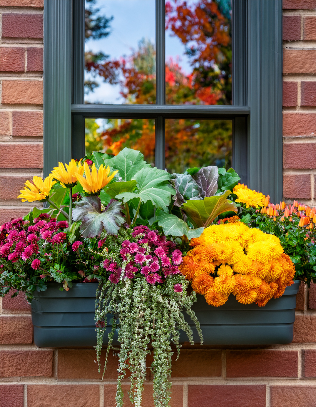 Fall Window box Planter with Daises and mums