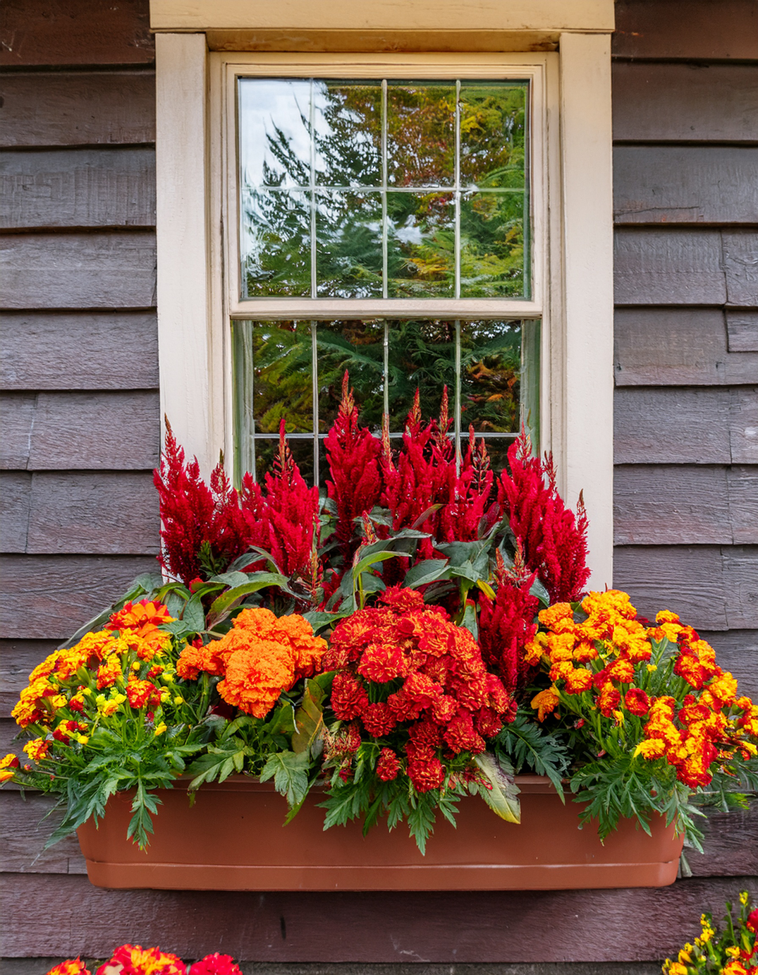 Fall Window box Planter with colasia marigolds