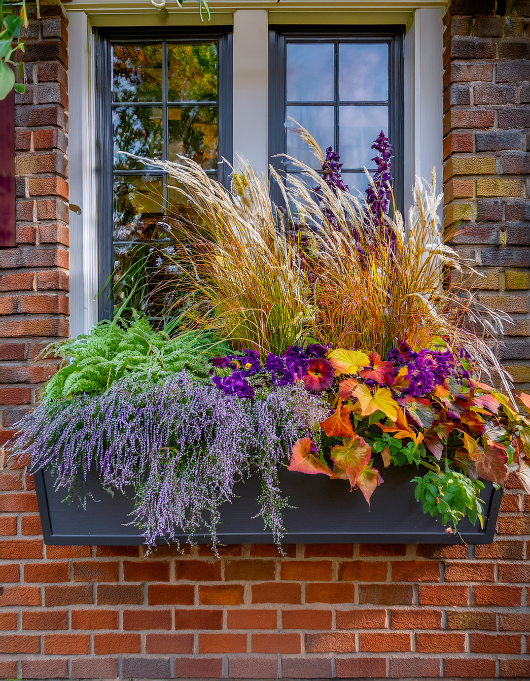 Fall Window box Planter with wheat and salvia and red vines