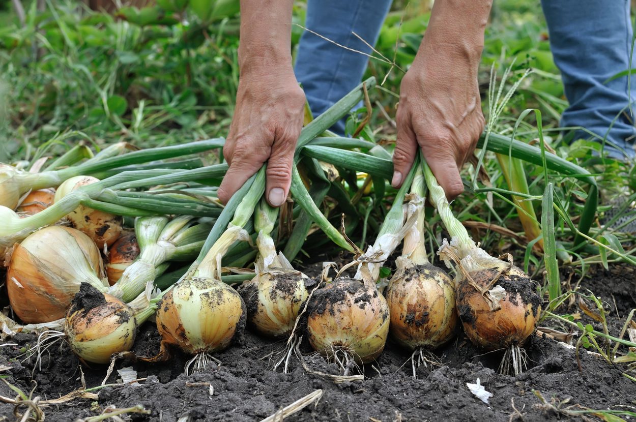 Harvested Onions 1