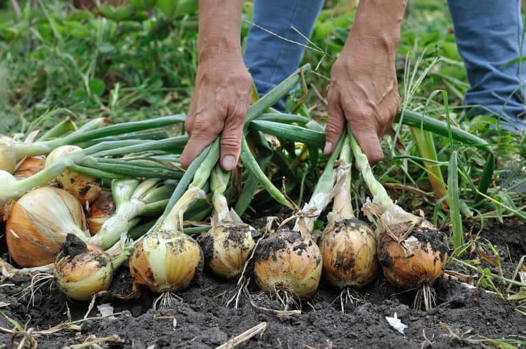 6 Steps to Cure Onions for Storage Without Them Rotting