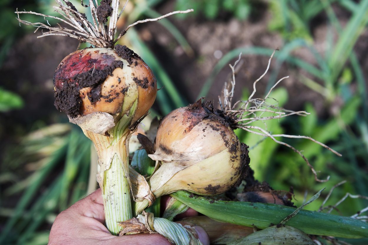 Harvested onions