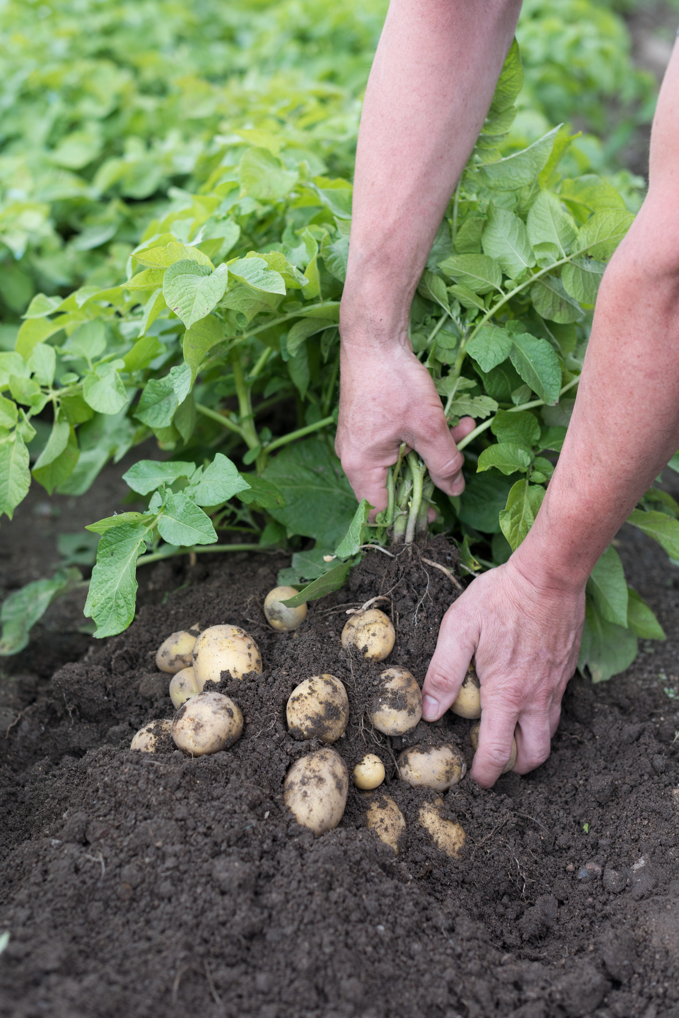Harvesting potatoes