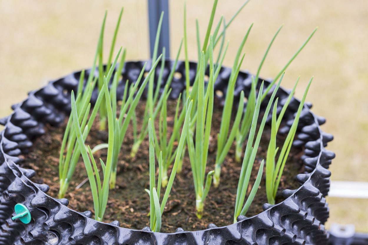 Healhy onion seedlings