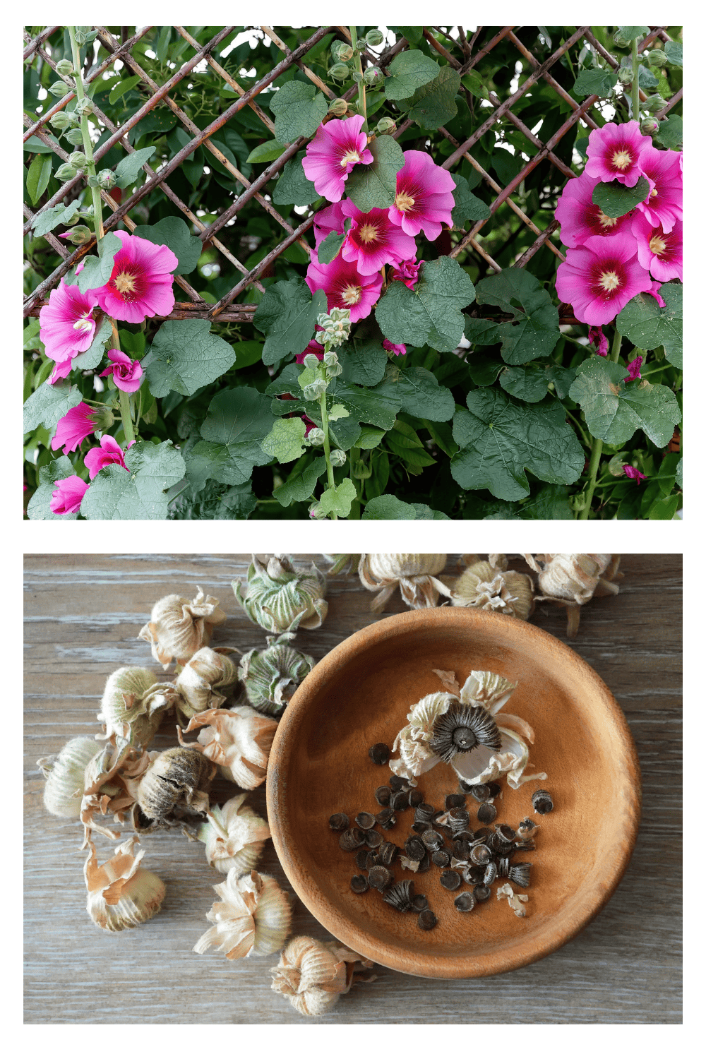 Hollyhock