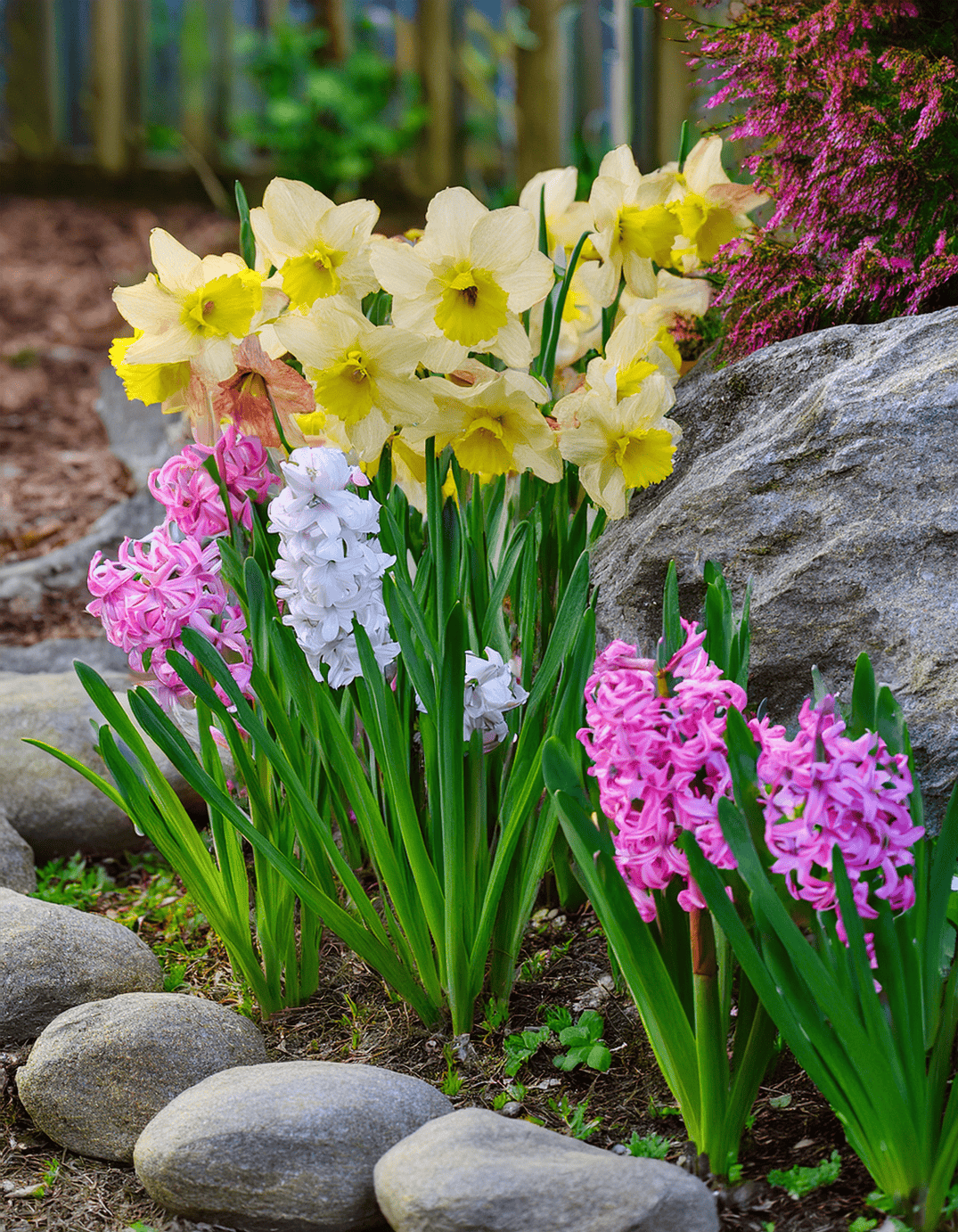 Hyacinths and daffodils v2