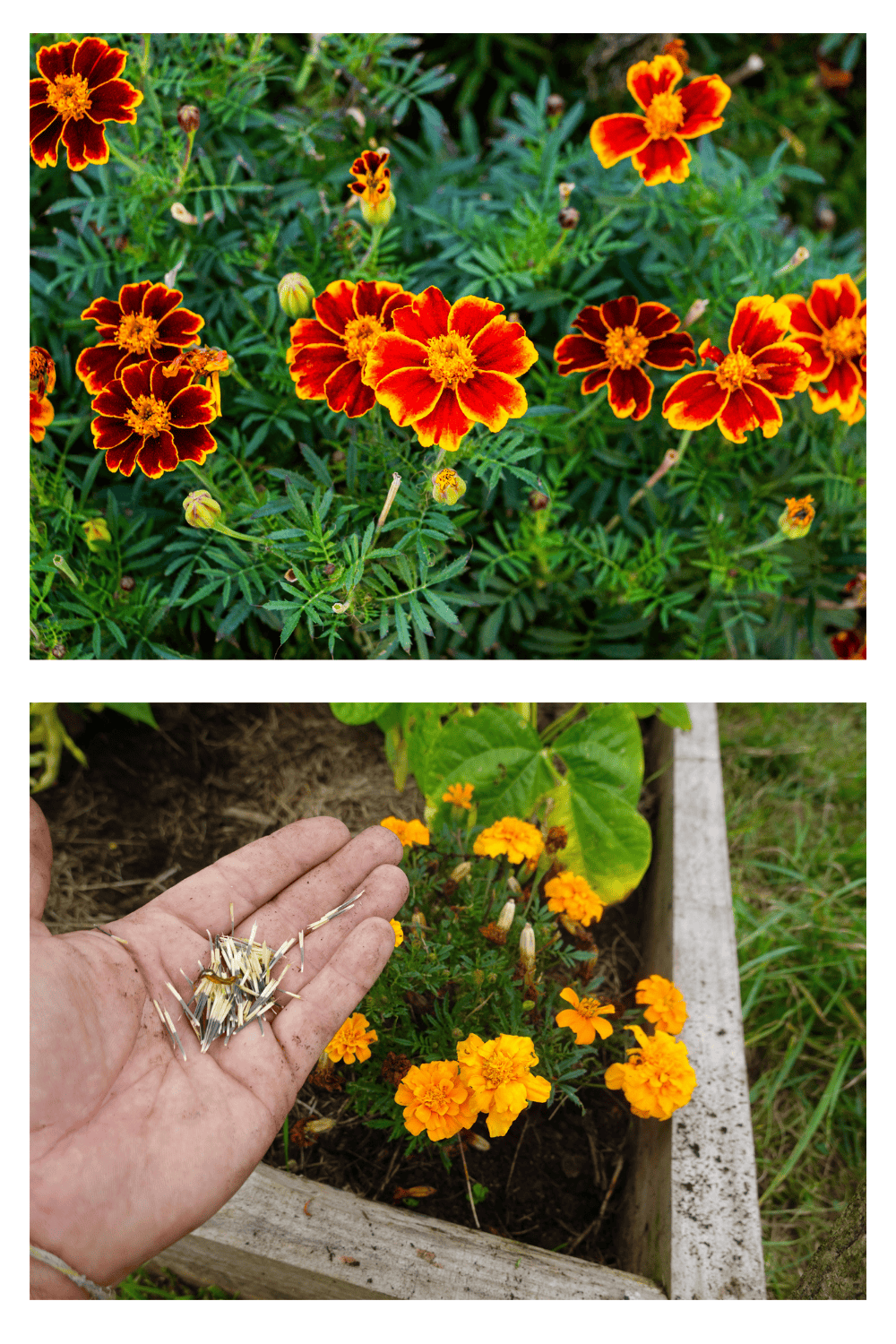 Marigolds 1