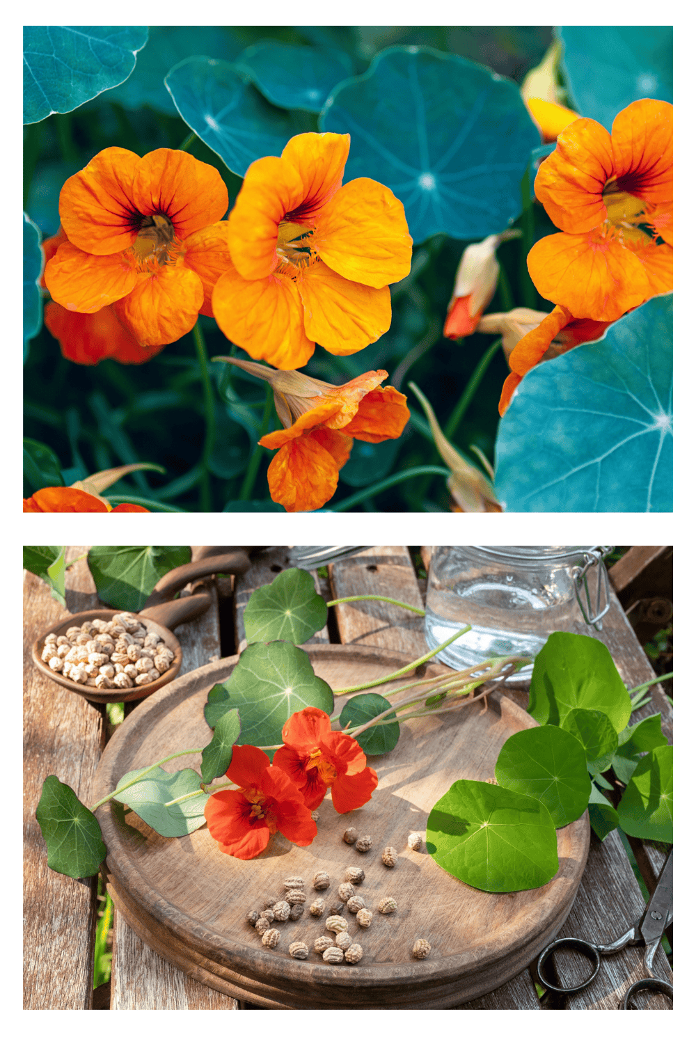 Nasturtiums