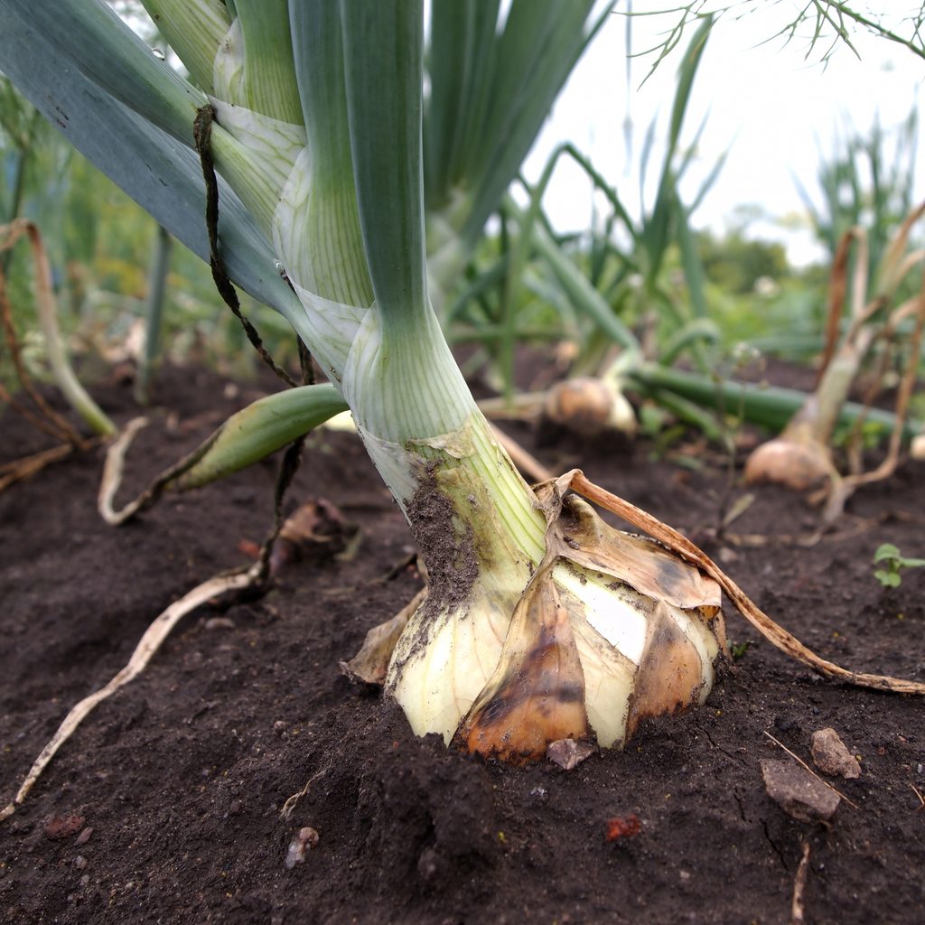 Onion close up skin peeling