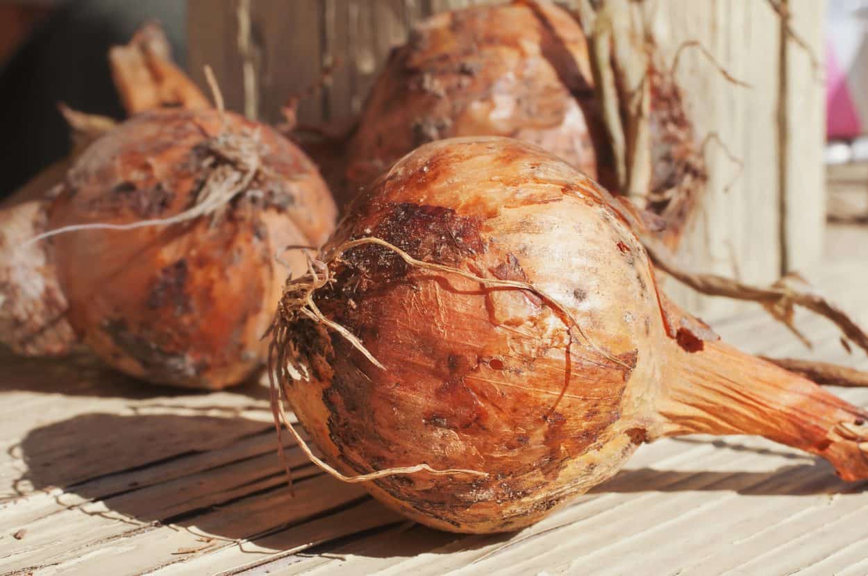 Onion in the sun
