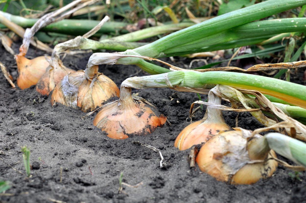 Onions bent over
