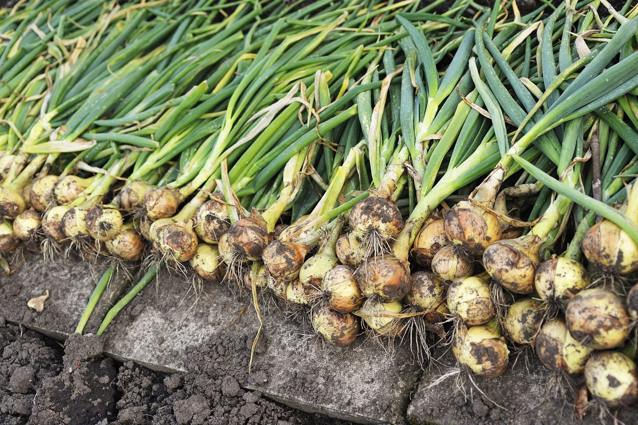Onions drying