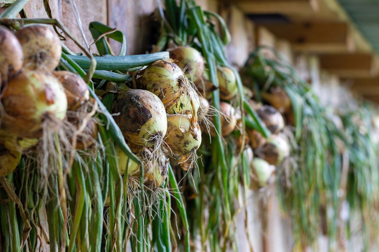 Onions in barn