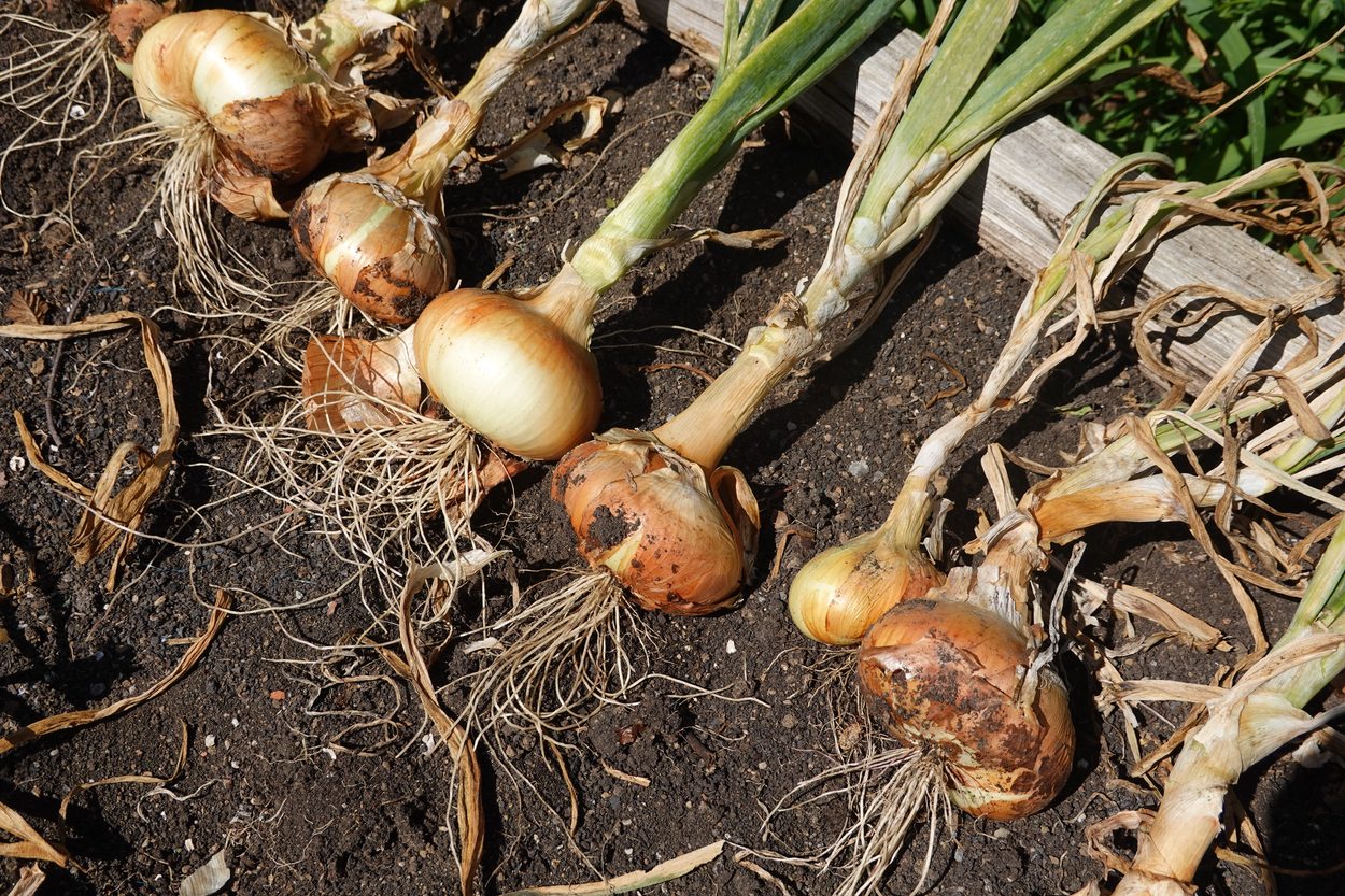Onions ready to cure