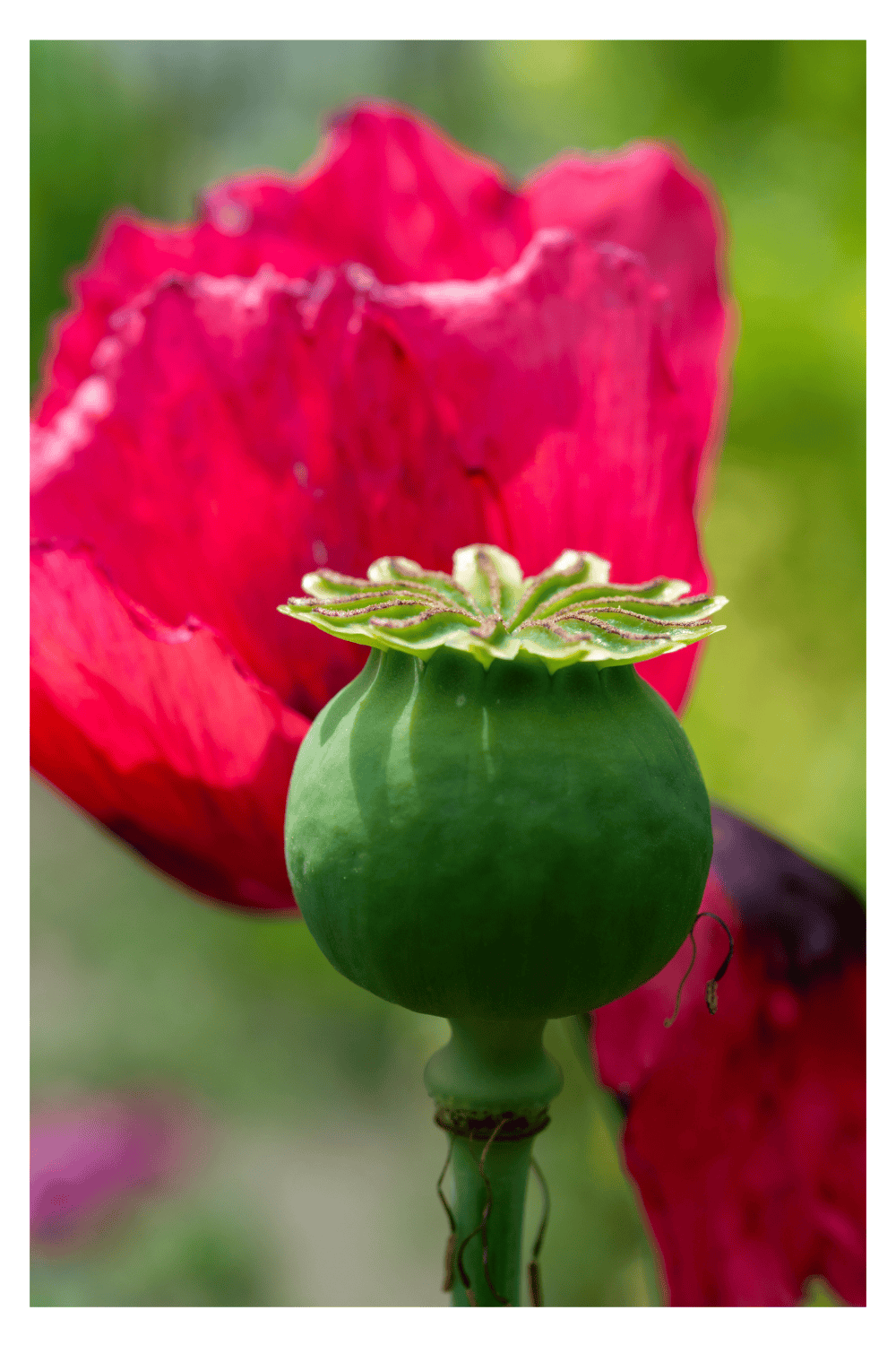 Poppy