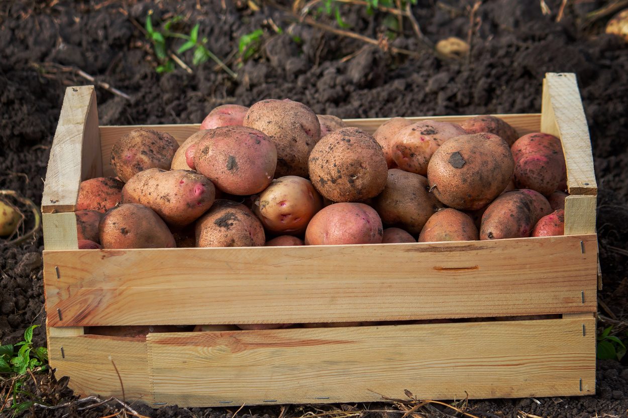 Potatoes stored