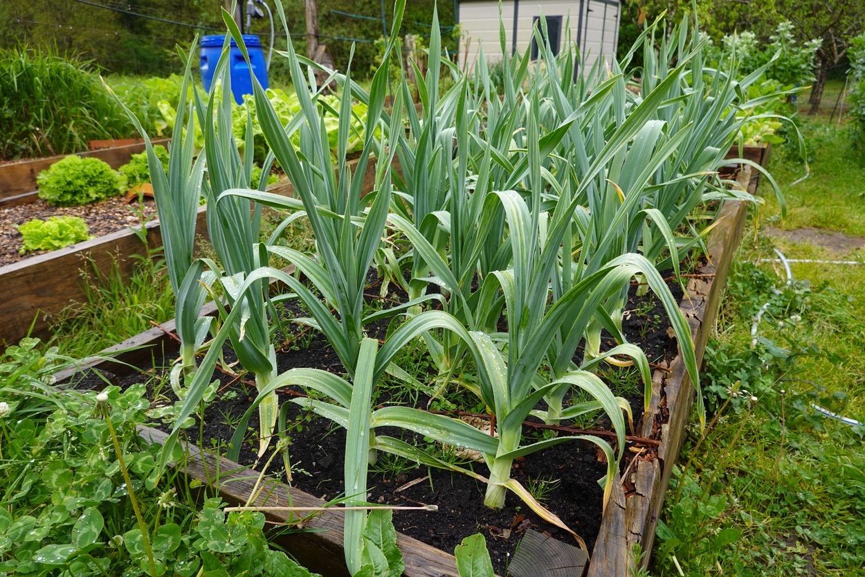 Raised bed of growing onions