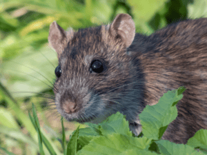 Rodents in garden