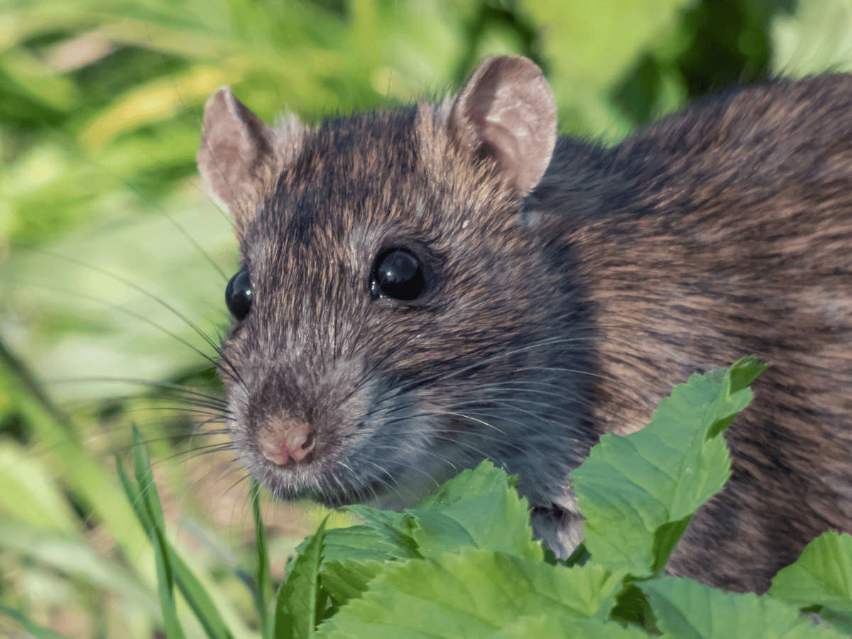 Garden Habits That Quietly Invite Pests Indoors Garden Habits That Quietly Invite Pests Indoors