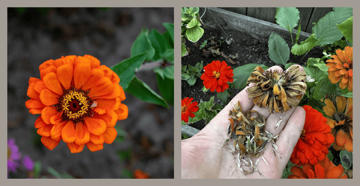 Saving seeds in fall 1