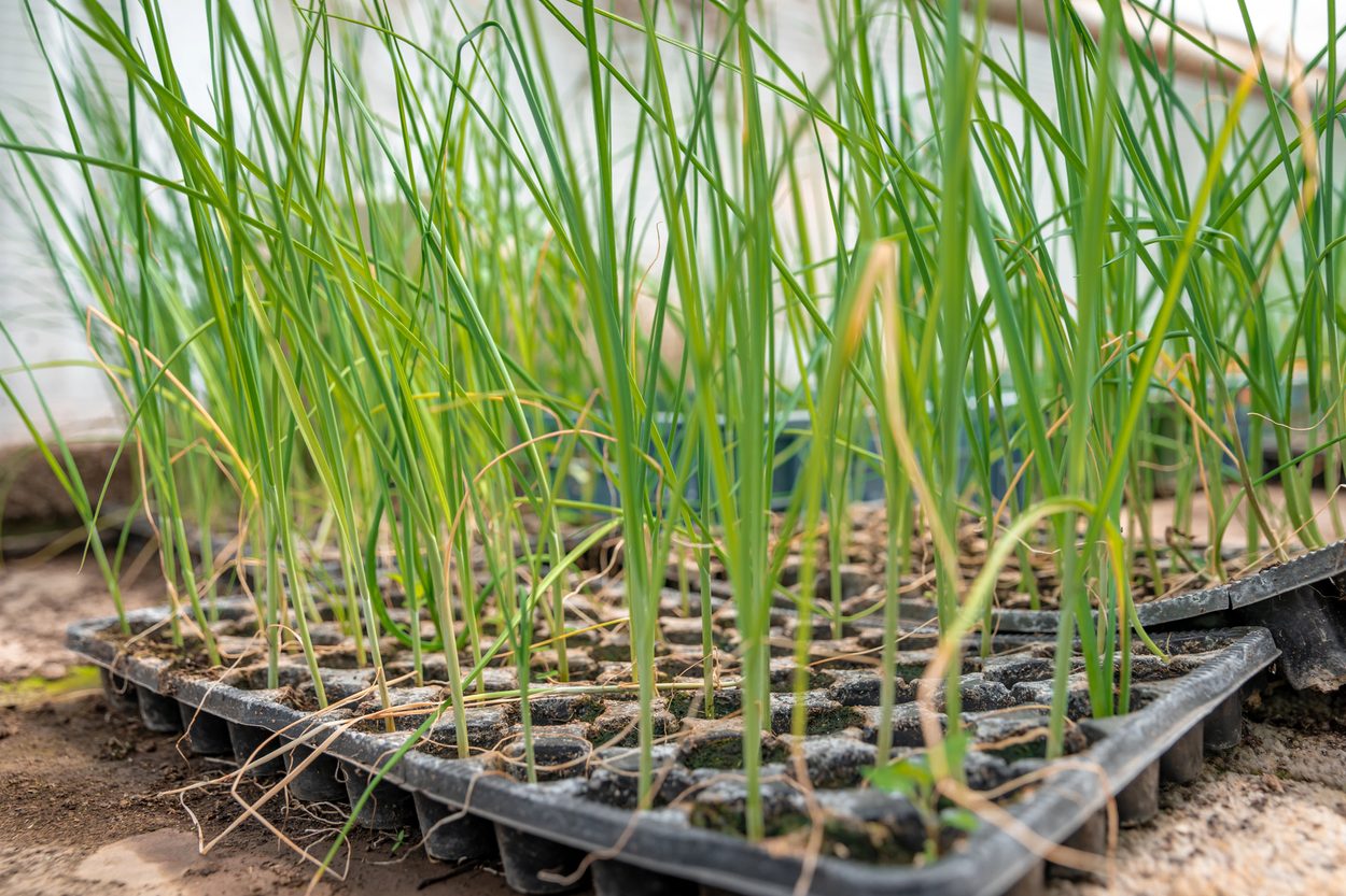 Seedlings of onions in tray