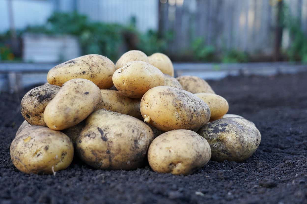 Skin firm on potatoes